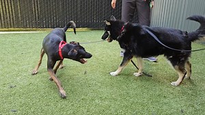 2.6K views · 211 reactions | Every time we make a post about an adoptable dog, one of the most frequent questions we get in the comment section is whether they get along with other dogs. Social Media Guy would never withhold such crucial information, so just assume if it isn't mentioned, that's a no. To save time, however, here is a cute and chaotic compilation of our dogs who actually do like other dogs. Enjoy! | Seattle Humane | Facebook