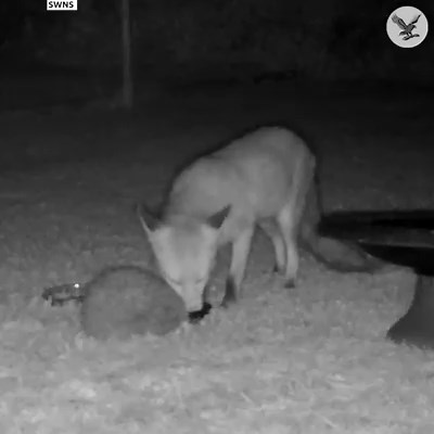 229K views · 1K reactions | Fox and hedgehog seen enjoying a meal together | The Independent | Facebook