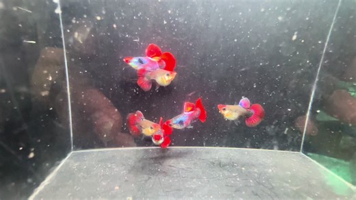 Discover the Magic of Dumbo's Big Ears