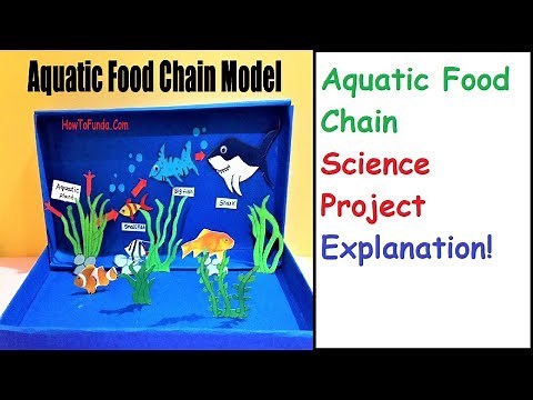 Aquatic food chain explained for school science projects | howtofunda