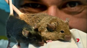 Paleo diet could be bad for you. Study showing weight gain and rising insulin levels. MORE – 7 News Health https://bitly.com/7NewsHealth #Paleo #7News | 7NEWS Sydney