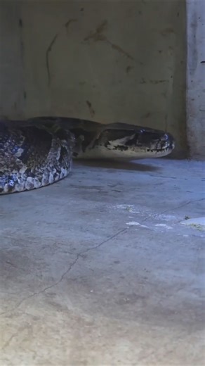緬甸蟒Burmese Python/Taipei Zoo