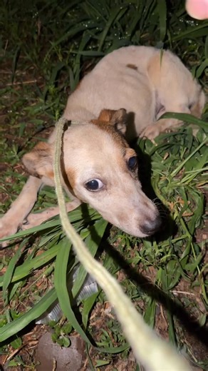 Carlos Miguel Ruiz on Instagram: "Yendo ya a casa le avisan de este caso. No les miento, a la primera dije que no. Ya quedamos colapsados 😭. Pero era mi camino. Tuve que pasar a mirar , no me iba dejar dormir , más con esta lluvia y ella ahí acostada en el pasto 😭. Con mucho dolor y miedo me quería morder, hace dos días que está aquí, arrastrándose 😖💔 Ellos no pueden pedir auxilio, ellos no pueden ir solitos a un hospital a pedir que los atiendan. Son angelitos que solo nos tienen a nosotros