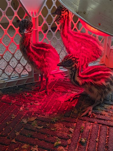 Chicks Update: Room for New Babies at the Emu Ranch