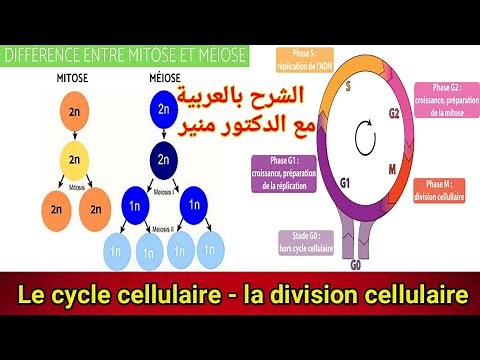 le cycle cellulaire la mitose et la meiose