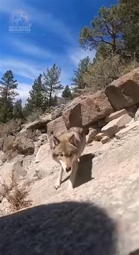 POV: You thought you had the high ground... until the wolf decided to defy gravity. My legs gave out trying to back away from that relentless stare. What's your escape route when you're trapped like this? #wildlife #WildAnimalEncounters #Wolf #MountainTrail #SCARE #USA_CANADA | Wild Animal Encounters
