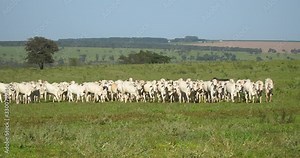 Agribusiness - Cattle, Nellore white cattle, green pasture in Brazil - Livestock
