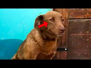 Sad Dog Was Stuck in a Shelter For 2 Years, Then it Recognizes The Scent of Someone Familiar!