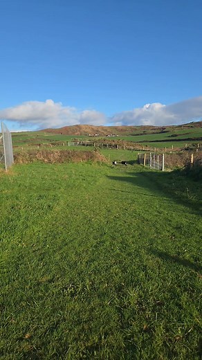 21K views · 131 reactions | Kevin and Lassie having a lovely run in today's sunshine!! The dogs (and humans) are so happy with the weather change this week! | West Cork Animal Welfare Group Ltd. | Facebook