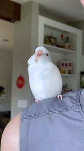 14 reactions | Hey  The NetSuite 2022.2 Release has officially landed, and these new features have us dancing. Take a peek: https://social.ora.cl/6182zv9Jo (Credit: @arlobird) | Oracle NetSuite | Facebook