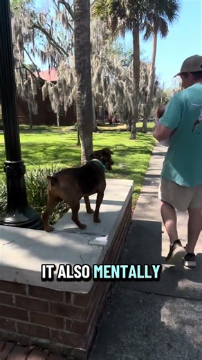 Your dog’s walk is missing something!