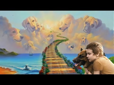 NDE：When I died, I came to the exclusive paradise of animals.|Near Death Experience