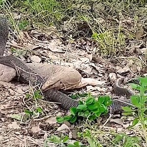 789K views · 4.1K reactions | Wild Encounter of Black Cobra and Monitor Lizard.mp4 | Wild life Animals | Facebook