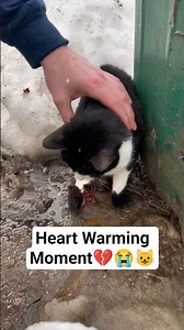 Rescue This Cat In Freezing 🥶 Cold 😢😭💔