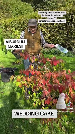 Wedding Cake Tree ,Viburnum Plicatum Mariesii,tough and winter hardy. White flowers on tiered branches followed by red autumn foliage. Planting time is from now. Available in webshop https://pergolanurseries.ecwid.com ALL IRELAND DELIVERY 🚚 32 Counties Pergola Nurseries Garden Corner, Virginia,Co Cavan A gardeners oasis of quality plants Open Tuesday to Saturday 10.30-6 Open Sundays 2-6 | Pergola Nurseries Garden Corner