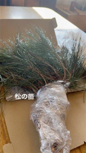 不老長寿の妙薬#松#松葉サイダー