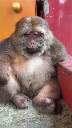 Monkey #Cute #Monkeyxingxing #Lovely #Animals