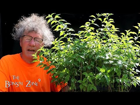 My Osage Orange Bonsai Forest, The Bonsai Zone, June 2022