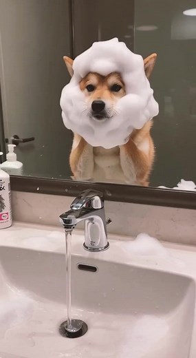 143K views · 2.4K reactions | Dog's night routine #shortsreels #aivideoart #aivideoediting #brightfantasy #aiartwork #aiartist #AI #aiart #dog #night #routine | Ja Mie | Facebook