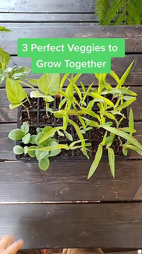 Ancient Planting Technique for Classic Summer Crops