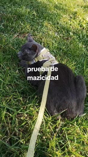 #macizo #pruebademacisidad #maciso #gato #kira