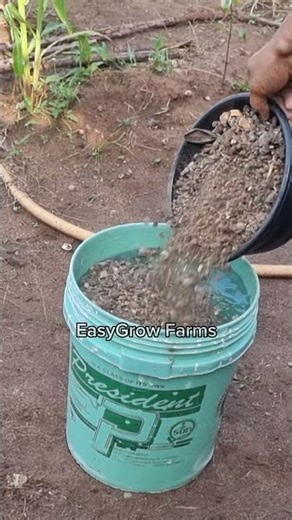 Turn Chicken Poop into Liquid Gold! 🐔💧 Easy Poultry Manure Tea in 60 Seconds! #PoultryManureTea