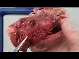 CCEA AS Unit 2 Biology: Mammalian Circulation 3: Heart Dissection