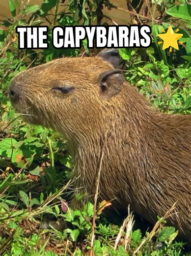These animals are all the rage 🤩 #naturaleza #viralvideos #viral #capibara #amazonia
