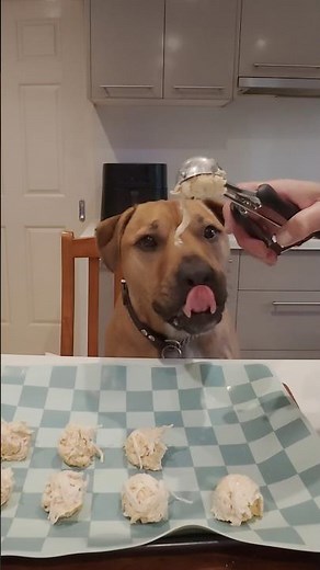 Easy Shredded Chicken Dog Treats 🐶 He Saw The Chicken