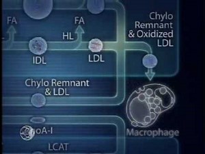 Physiology of Lipoprotein Metabolism