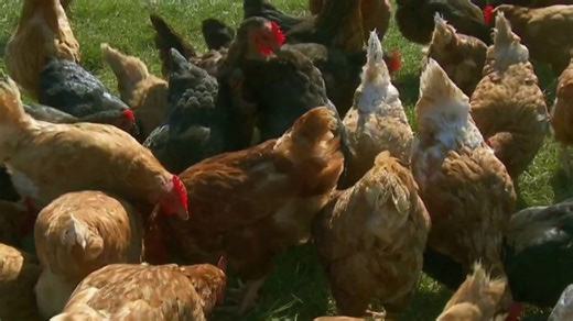 20 big cats die from bird flu at Washington wildlife sanctuary