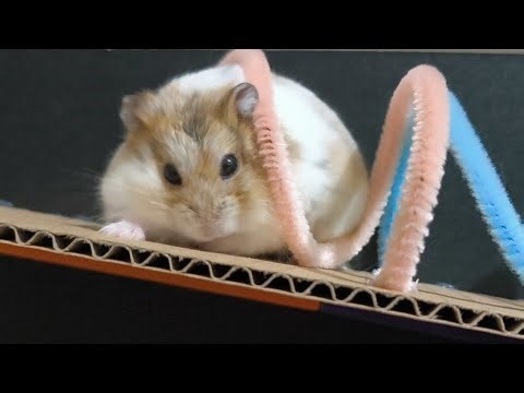🐹 Hamster Live Stream | Cute & Relaxing Moments
