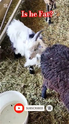 A fat LAMB 🐑😍🤤 #animals #cute #lamb #goat