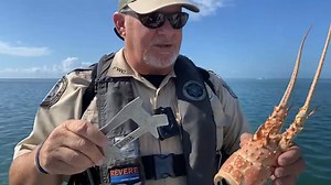 10K views · 192 reactions | Get on board for lobster! Lobster...