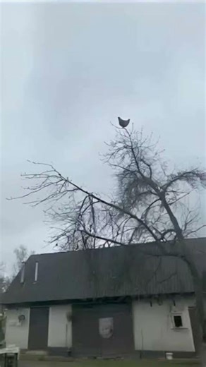 🐔 🐓 ahhhhhhhhhh!! meme