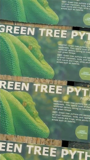 Green Tree Python Sticker Card 💚🐍 Zoo Quality Vivarium Info