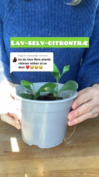 Sådan planter du dit eget citrontræ derhjemme
