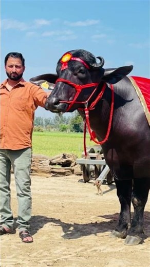 Benefits of healthy cattle feed #dairy_farm #cow #5starmurrah