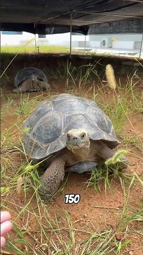 Mind-Blowing Turtle Facts You Didn’t Know! 🐢 #turtles #animals #animalfacts