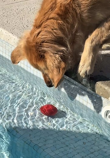 Rescate del perro Pupi Naruto en agua fría: cómo ayudaron