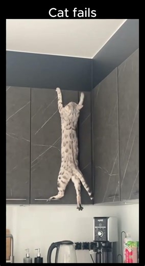 Top Funny Cat Fails 2025 | Funny Fails | #shorts #fails #cat