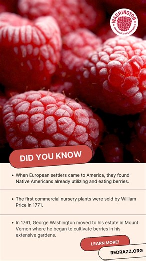 Do you know the history of red raspberries? Here are some fun facts about where they originated and how they became popular here in the U.S.! To learn more, check out our website https://redrazz.org/raspberries-101/. | Washington Red Raspberries