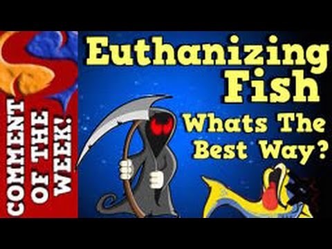 The Best Way to Euthanize Fish? Comment Of The Week Episode 4