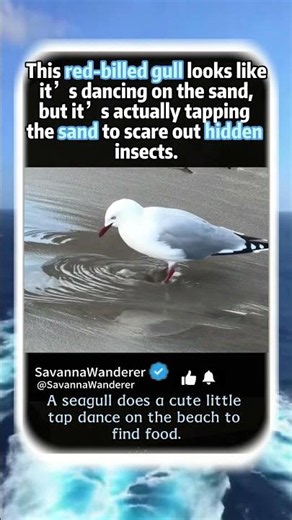 A seagull does a cute little tap dance on the beach to find food.#animalfacts #wildlife