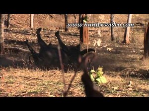 Jagd auf australische Wasserbüffel - Hunters Video