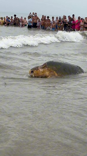 72K views · 1.3K reactions | Shell-ibration time! Bubba the 375lb loggerhead was released by the Brevard Zoo Sea Turtle Healing Center yesterday! Follow the @brevardzoo for future sea turtle releases on the Space Coast. #SpaceCoast #BrevardZoo #seaturtle | Florida's Space Coast | Facebook