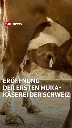 Wer in der Schweiz Milchprodukte aus tierfreundlicher Haltung kaufen möchte, hat es schwer. Milch und Käse aus sogenannter Mutter-Kalb-Haltung – kurz MuKa –bekommt man aktuell nur auf einzelnen lokalen Bio-Höfen. Der Verein Cowpassion will das ändern und eröffnet im bernischen Vechigen nun die erste MuKa-Käserei der Schweiz. 🐮🐮🐮 #Kuh #MuKa #Tier #SRFNews #SRF #News | SRF News