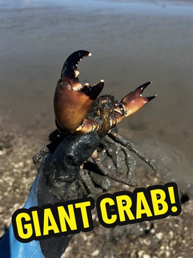 How to Catch Giant Stone Crabs: A Step-by-Step Guide
