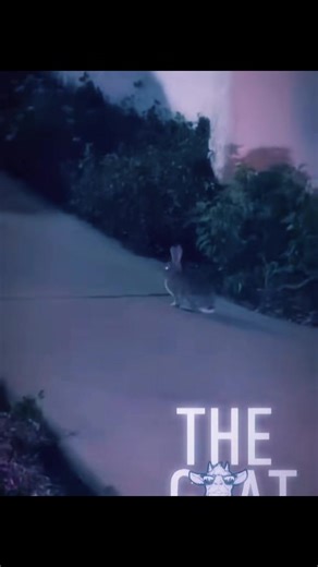 Run rabbit run faster