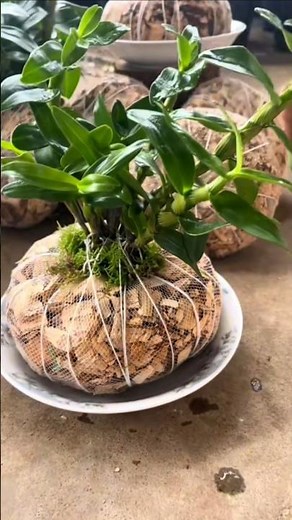 Best growing orchid dendrobium plant using simple tips🌱🌱🌱🌵🗻🗻🗻